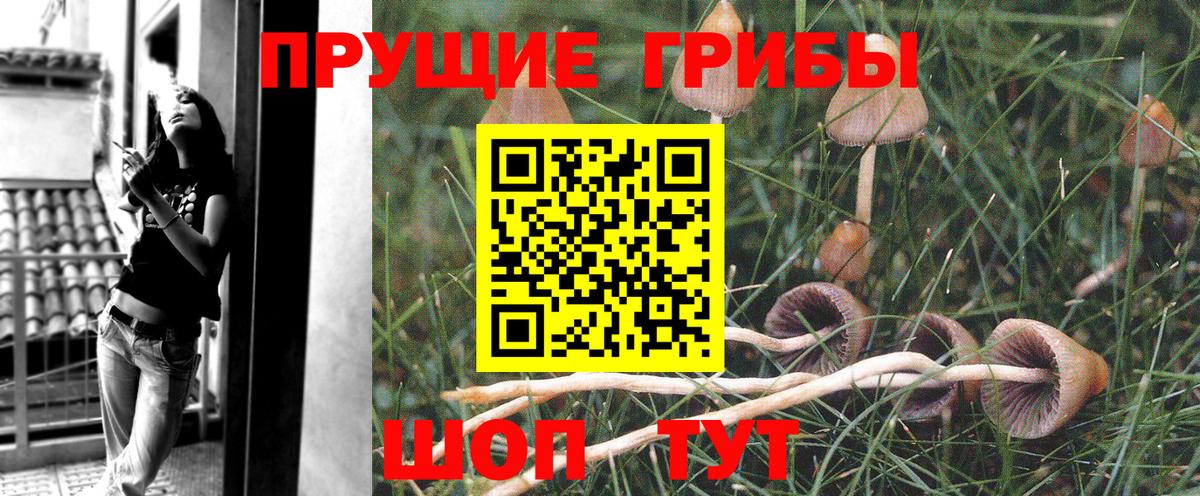 Галлюциногенные грибы Psilocybine cubensis Мариинск